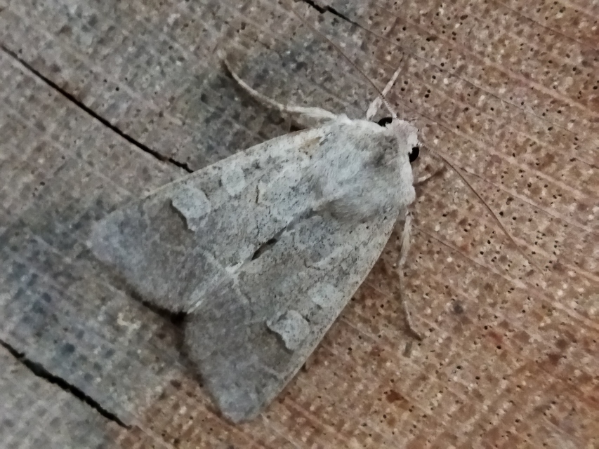 Ammoconia caecimacula - szürke őszibagoly