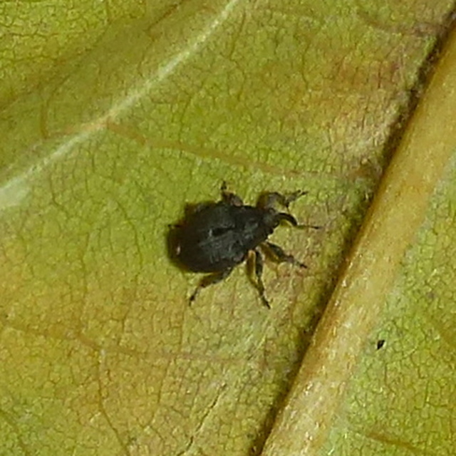 Stenocarus ruficornis - mákgyökérormányos