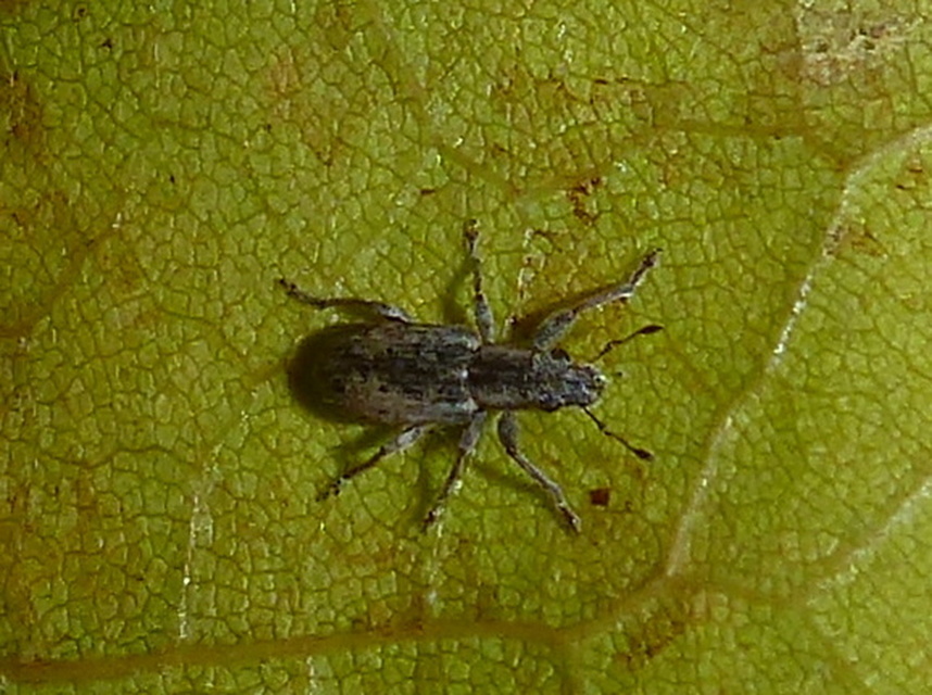 Sitona callosus - szempillás csipkézőbogár
