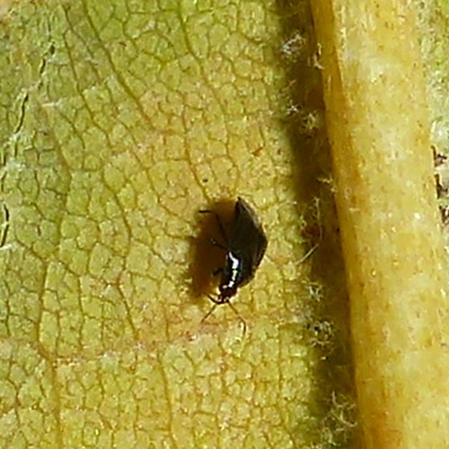 Anthocoridae - virágpoloskák Anthocoridae - virágpoloskák