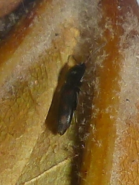 Drasterius bimaculatus - változékony pattanó