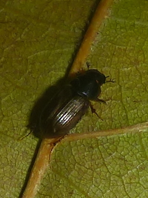 Aphodius prodromus - sárgalábú trágyabogár