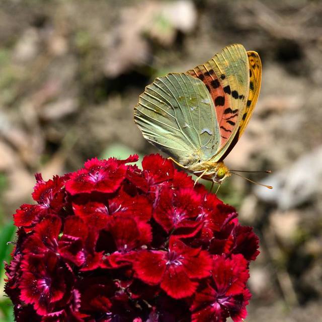Argynnis pandora - zöldes gyöngyházlepke