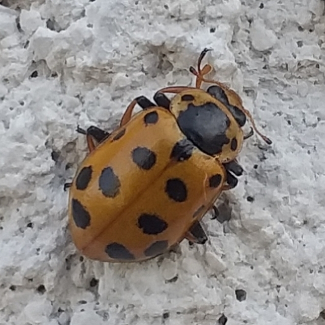 Hippodamia tredecimpunctata - mocsári katica
