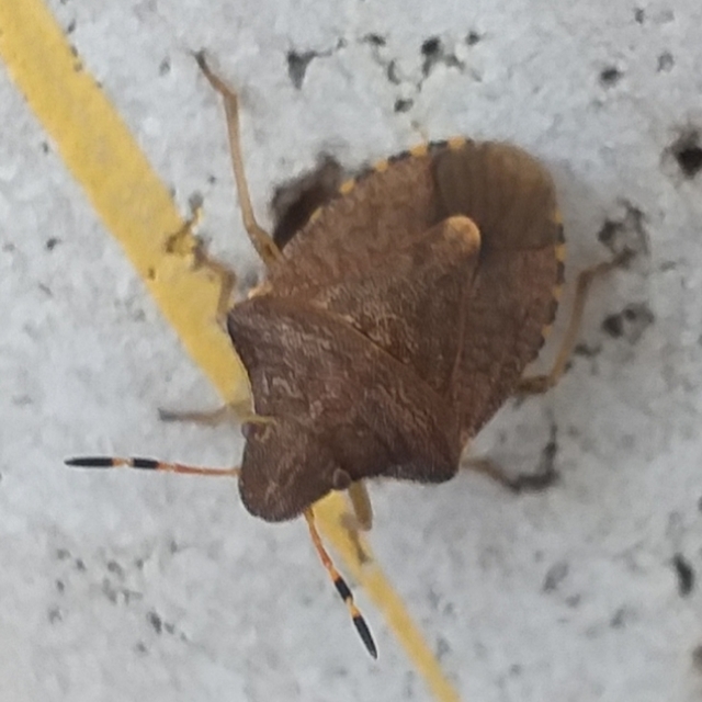 Peribalus strictus - tavaszi címerespoloska Peribalus strictus - tavaszi címerespoloska
