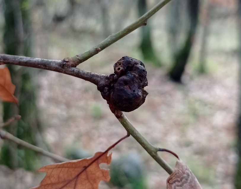 Biorhiza pallida - gyökérgubacsdarázs