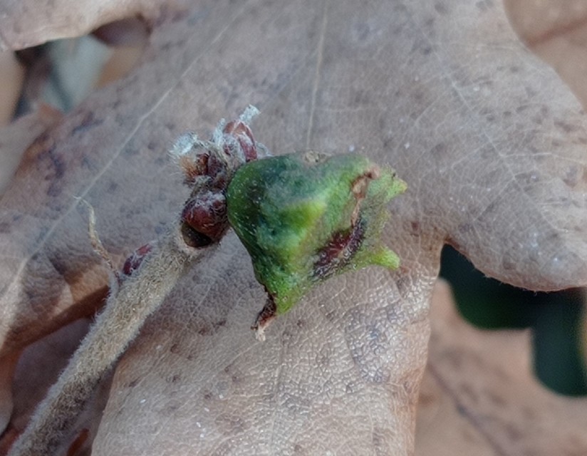 Andricus polycerus
