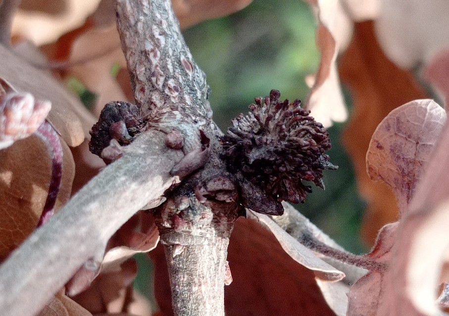 Andricus lucidus