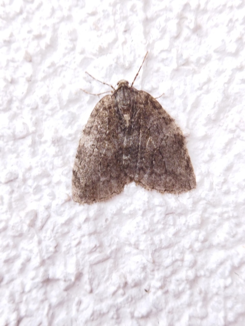 Epirrita christyi/dilutata
