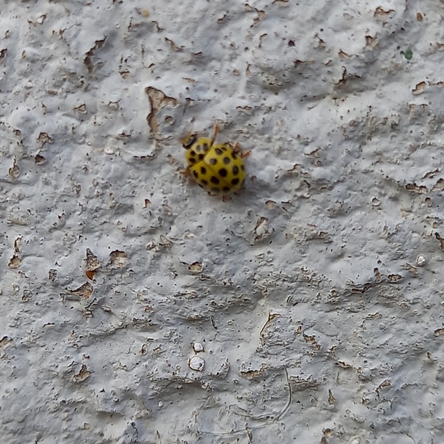 Psyllobora vigintiduopunctata - huszonkétpettyes katica