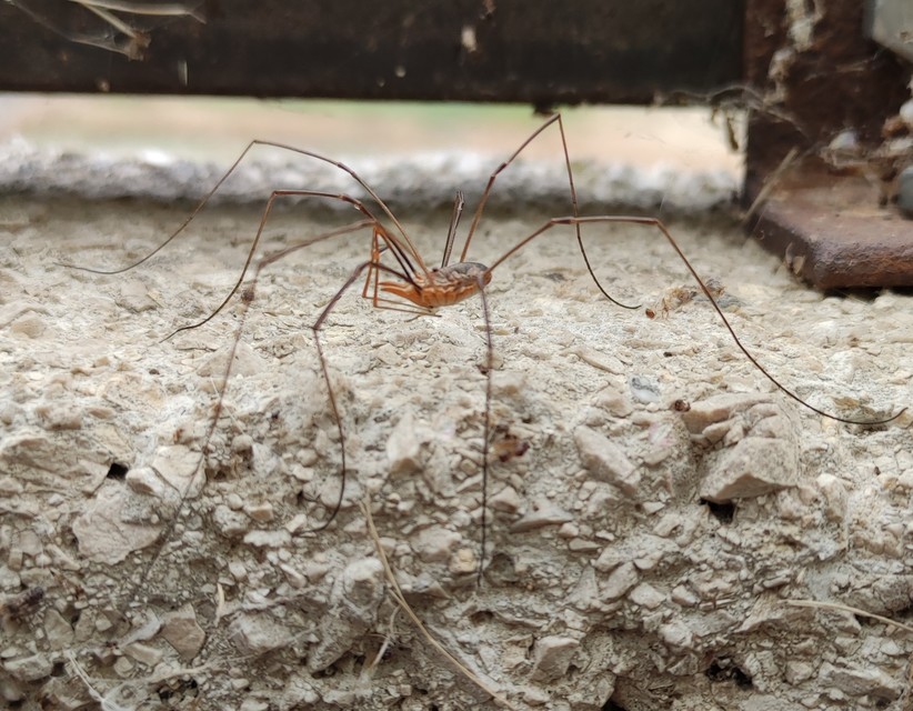 Phalangium opilio