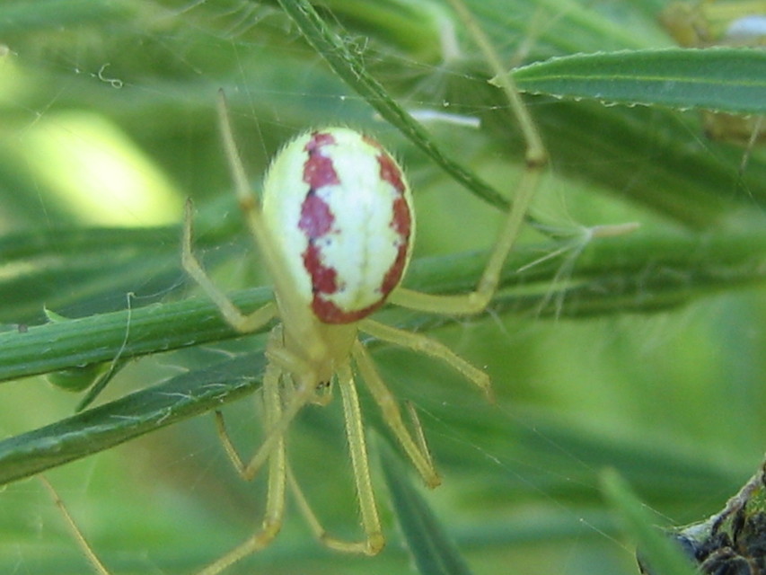 Enoplognatha ovata - vonalas törpepók