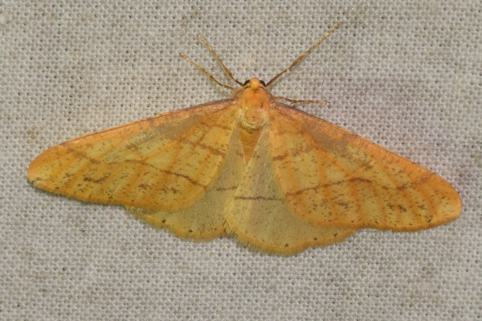 Agriopis aurantiaria - aranysárga téliaraszoló