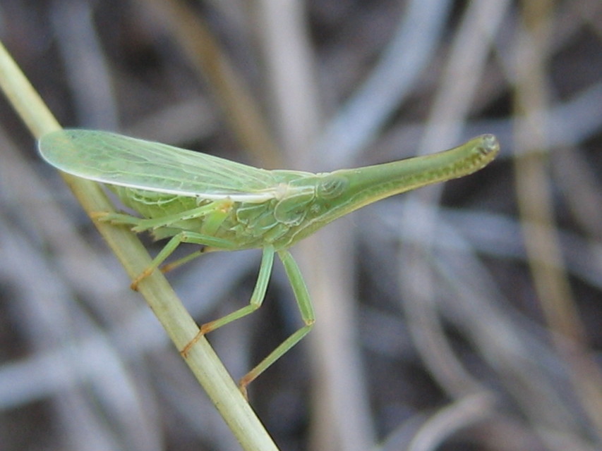 Dictyophara pannonica