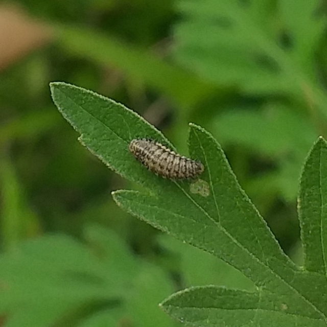 Ophraella communa - parlagfű-olajosbogár