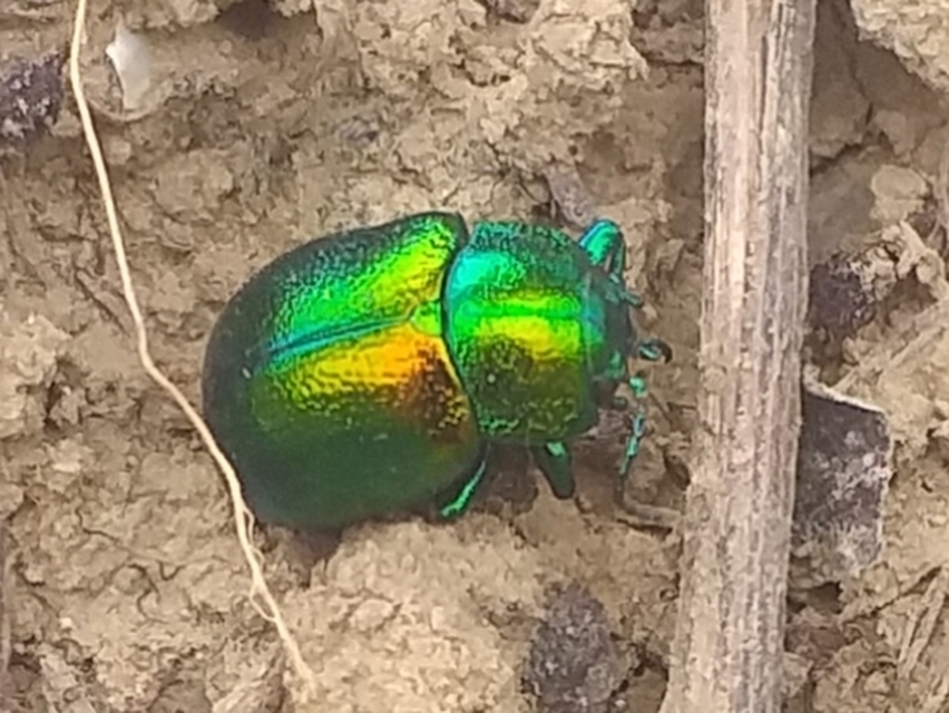 Chrysolina graminis - zöld varádicslevelész