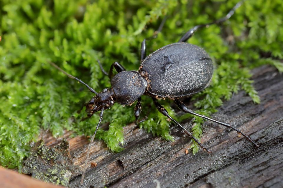 Cychrus caraboides - feketelábú cirpelőfutó