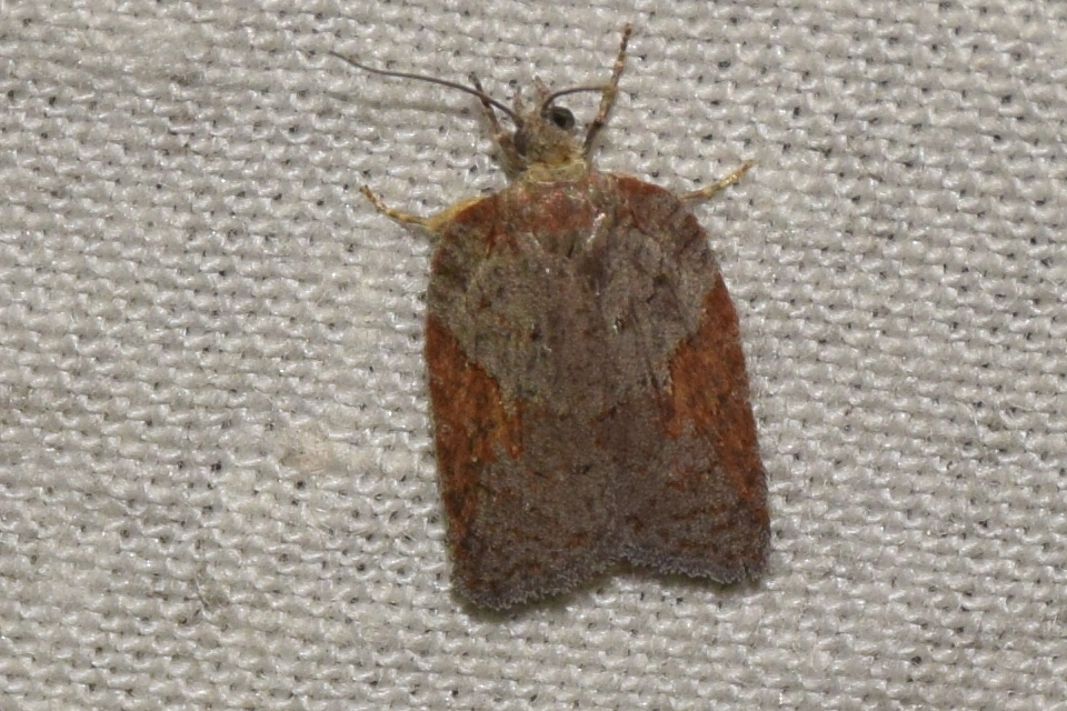 Acleris laterana - gyöngyvessző-levélmoly