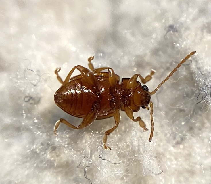 Neocrepidodera ferruginea - közönséges pázsitfű-földibolha