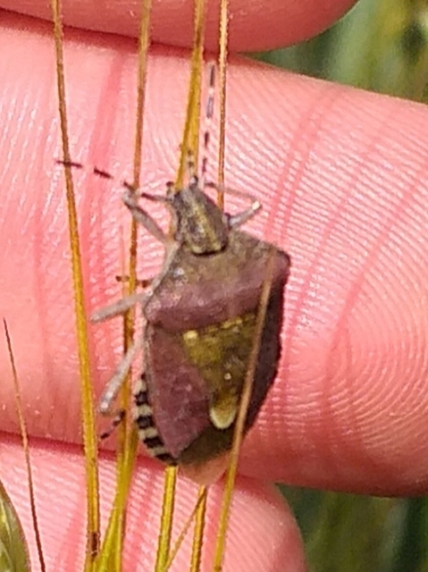 Dolycoris baccarum - közönséges bogyómászó-poloska Dolycoris baccarum - közönséges bogyómászó-poloska