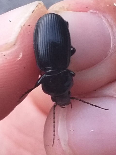 Pterostichus melas - fényes gyászfutó