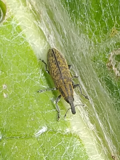 Lixus cardui/filiformis