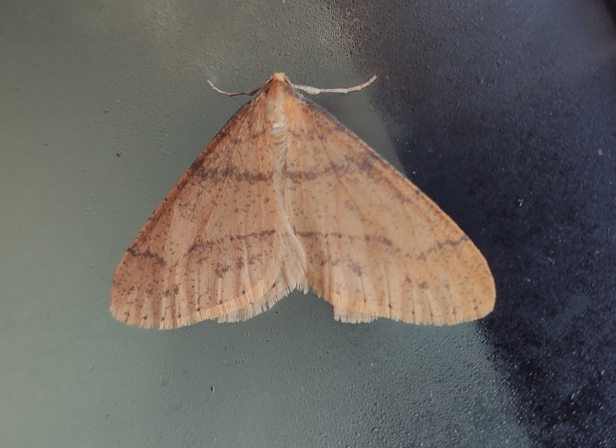 Agriopis aurantiaria - aranysárga téliaraszoló