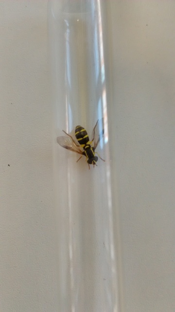 Xanthogramma pedissequum - gyakori oldalsávoslégy