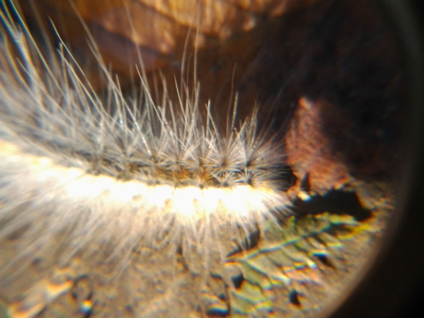 Hyphantria cunea - amerikai fehér medvelepke