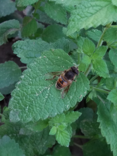 Eristalis tenax - közönséges herelégy