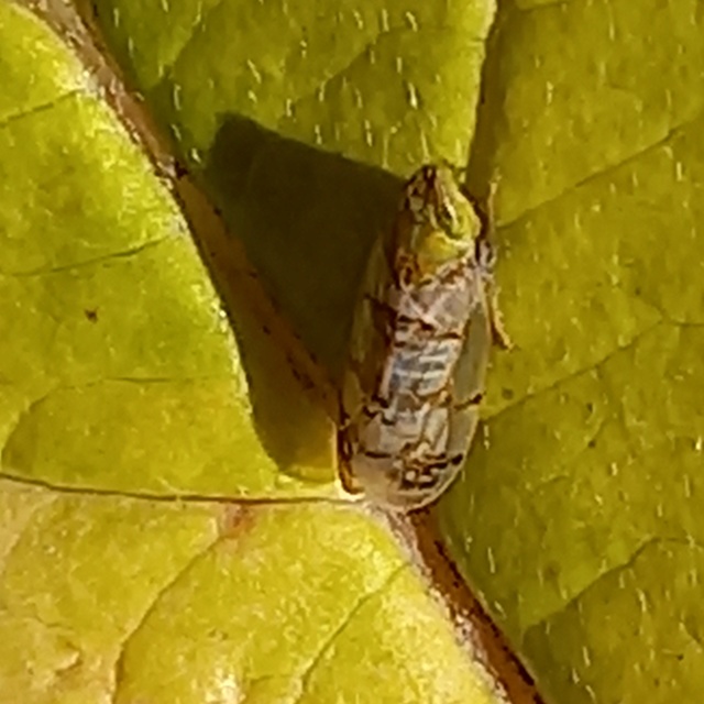 Japananus hyalinus