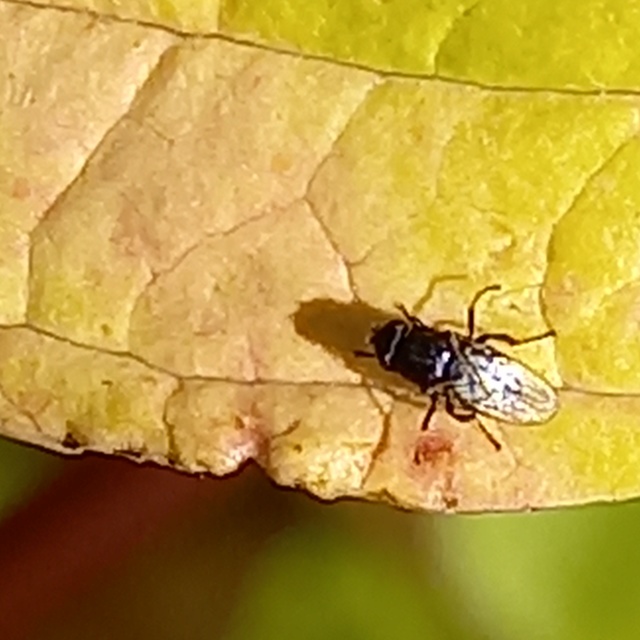Chloropidae - gabonalegyek