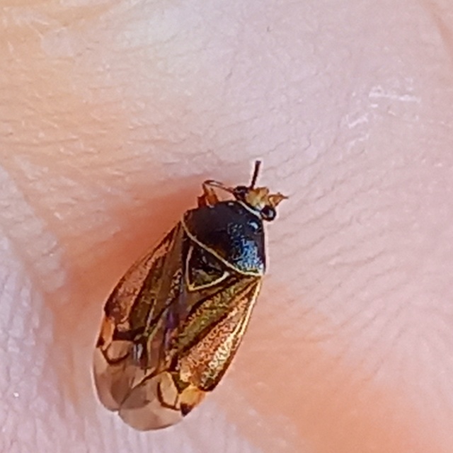 Deraeocoris flavilinea