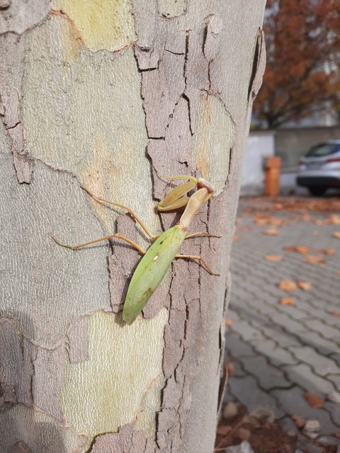 Hierodula tenuidentata - óriás ázsiai imádkozósáska