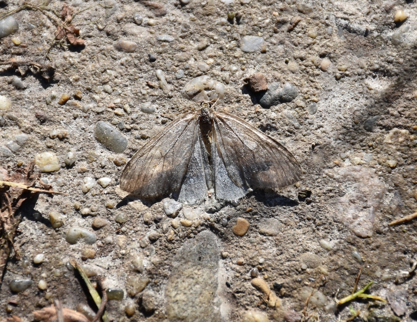 Epirrita christyi/dilutata
