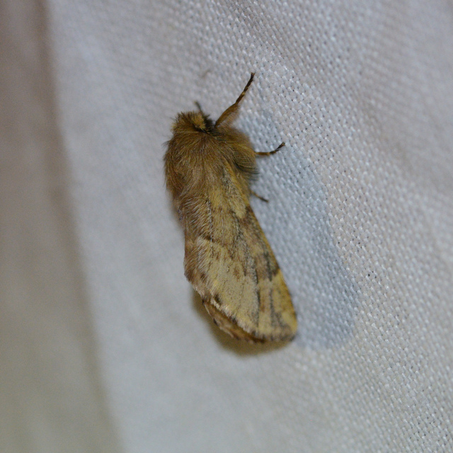 Ptilophora plumigera - tollas púposszövő