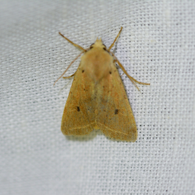 Leptologia macilenta - gyertyán-őszibagoly