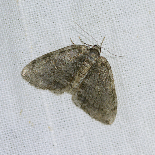 Epirrita christyi/dilutata