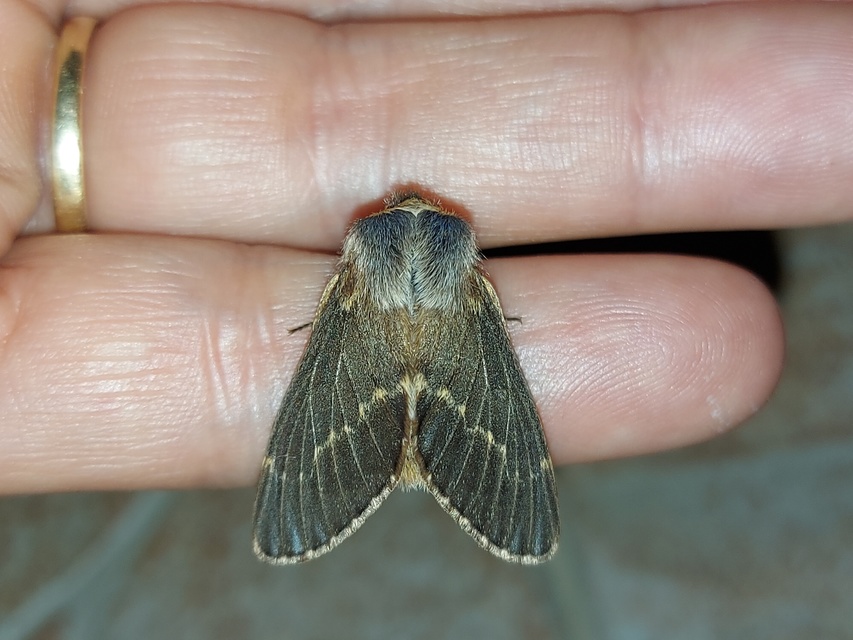 Poecilocampa populi - nyárfaszövő