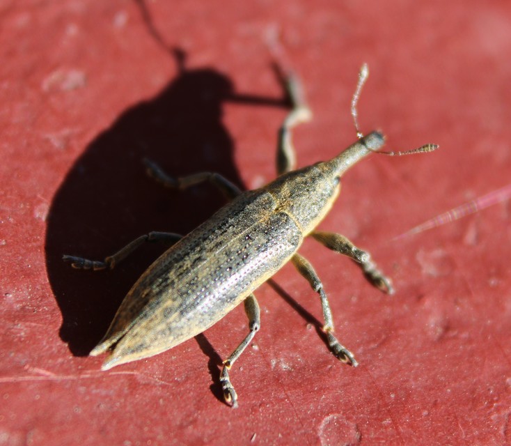 Lixus iridis - bürökfúró dudvabarkó
