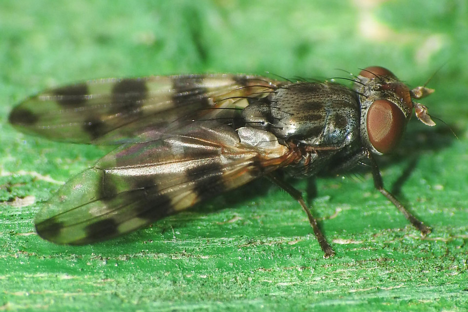 Ceroxys hortulana - kerti foltoslégy