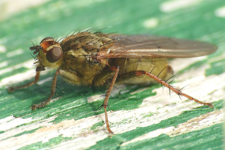 Scathophaga stercoraria - közönséges trágyalégy