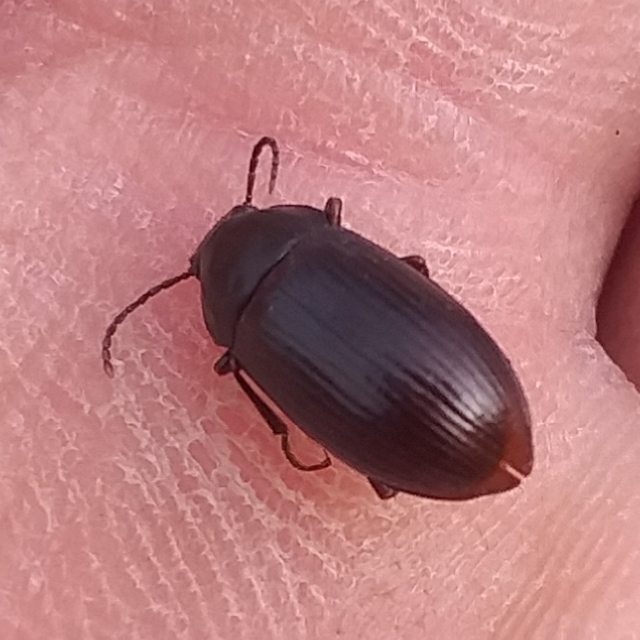 Nalassus dermestoides - rövidszárnyú gyászbogár