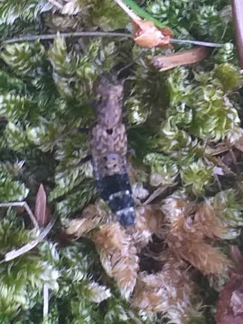 Ontholestes haroldi - sárgatérdű holyva