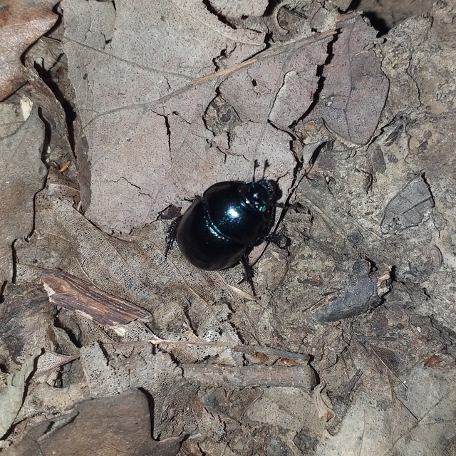 Anoplotrupes stercorosus - erdei álganéjtúró