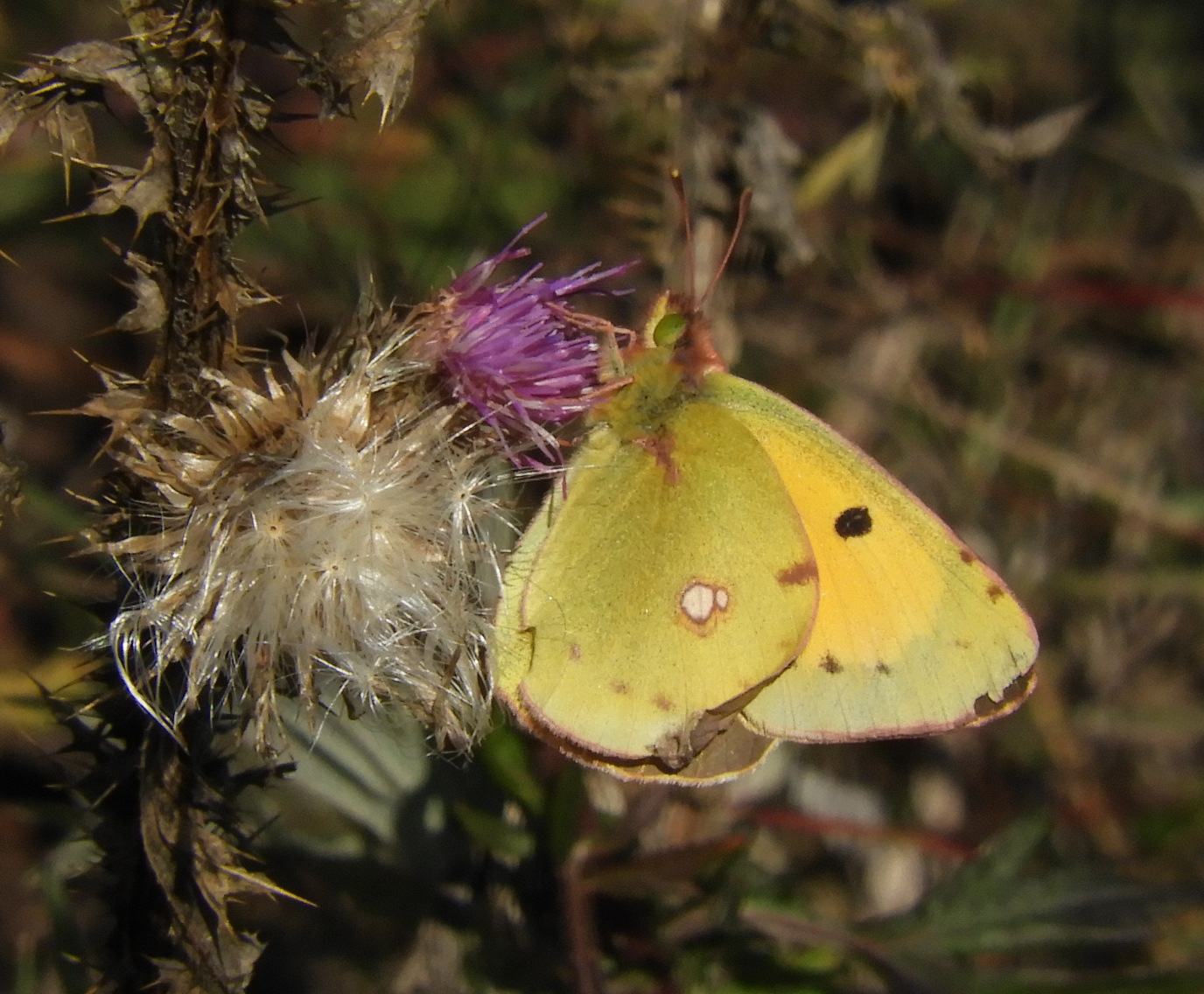 Colias croceus - sáfránylepke Colias croceus - sáfránylepke