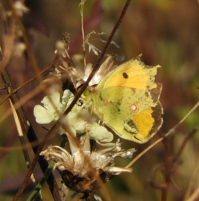 Colias croceus - sáfránylepke