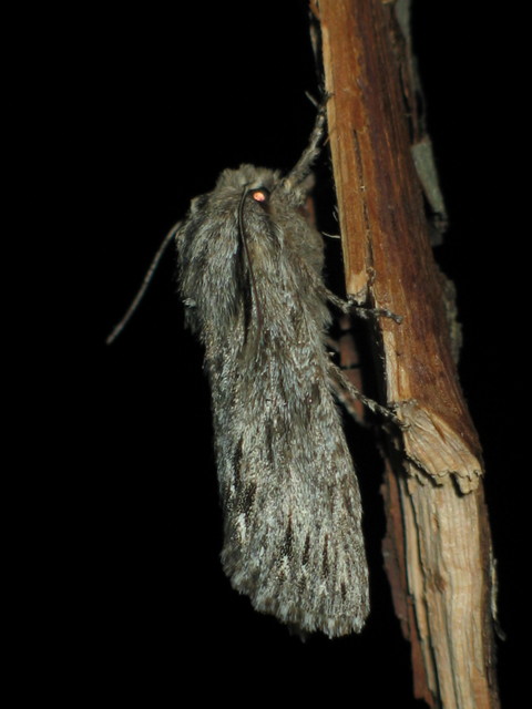 Asteroscopus sphinx - csillagnéző bundásbagoly