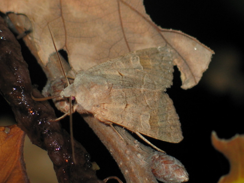 Ammoconia caecimacula - szürke őszibagoly