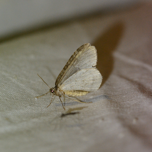 Epirrita christyi/dilutata